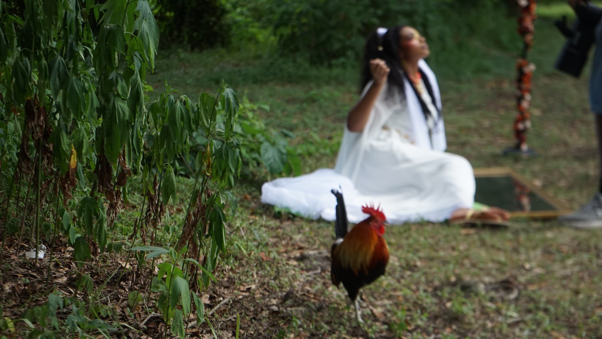 Aaniyah seated with head tilted back, a rooster crossing the foreground in focus