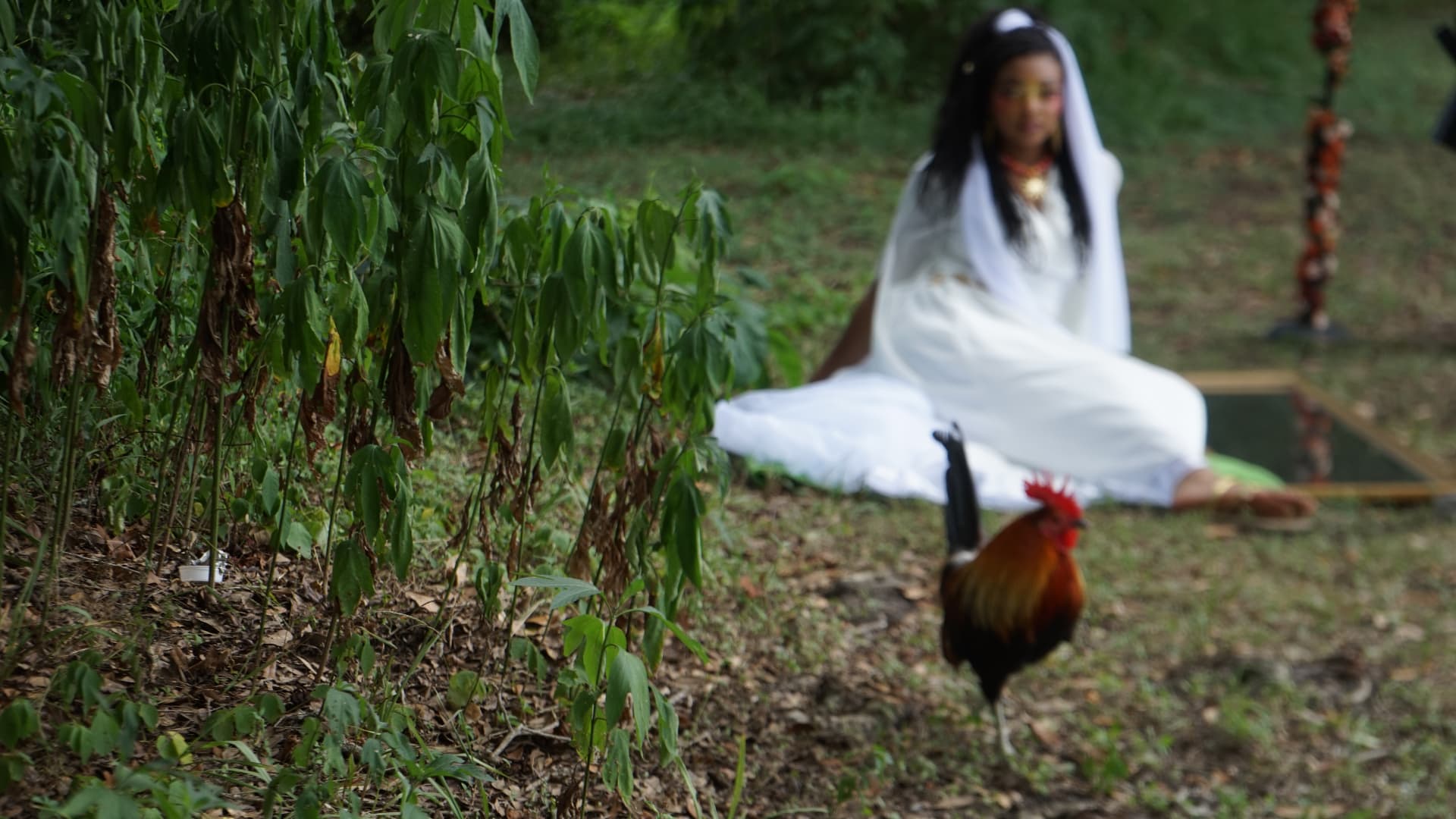 Rooster in the foreground with Aaniyah seated in white further back in the yard